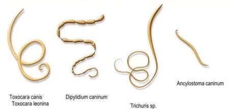 gusanos y sus nombres