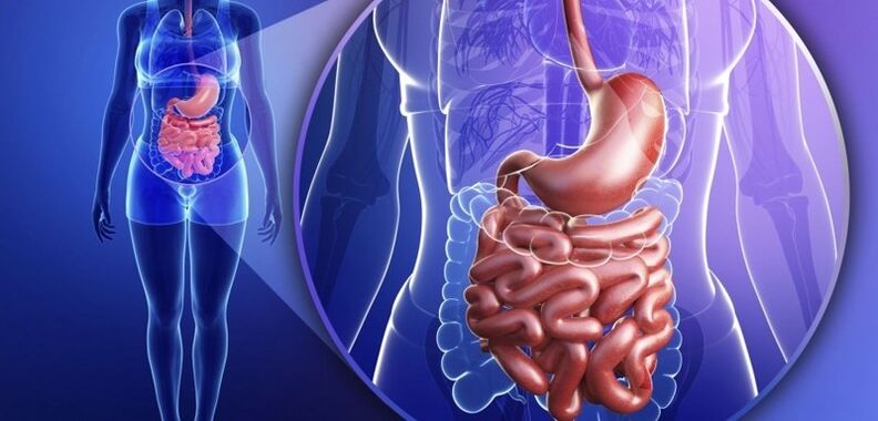 El tracto gastrointestinal es humano