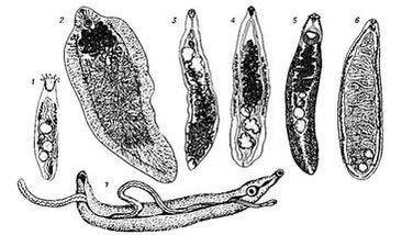 Trematodos (gusanos planos)