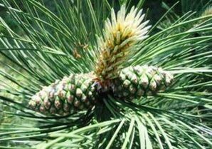 Pino para limpiar el cuerpo de los parásitos