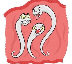 ¿Qué parásitos pueden vivir en el cuerpo humano