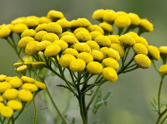 tanaceto - un remedio para los parásitos